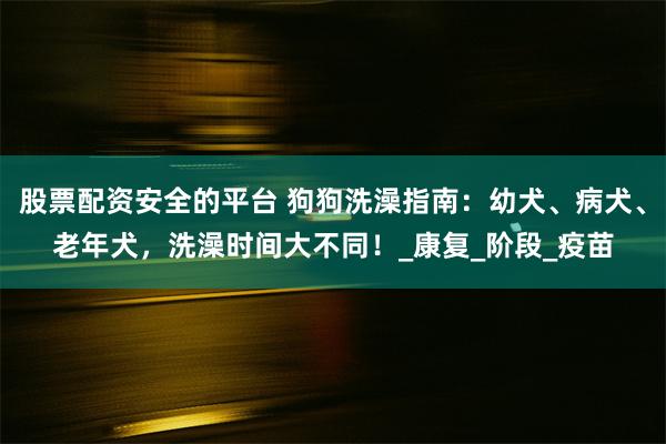 股票配资安全的平台 狗狗洗澡指南：幼犬、病犬、老年犬，洗澡时间大不同！_康复_阶段_疫苗